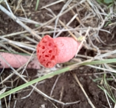 Lysurus periphragmoides