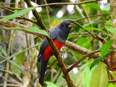 Trogon comptus