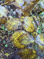 Rubus spectabilis