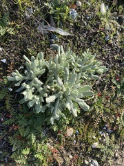Helichrysum luteoalbum