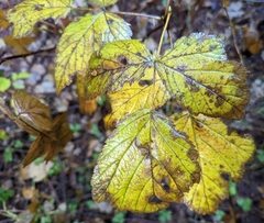 Rubus spectabilis