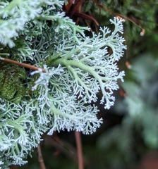 Cladonia arbuscula