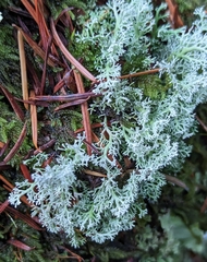 Cladonia arbuscula