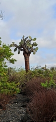 Opuntia galapageia