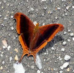 Marpesia zerynthia