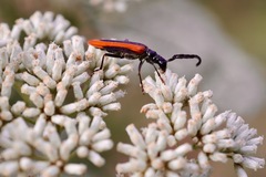 Stenoderus suturalis