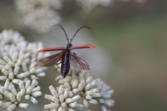 Stenoderus suturalis