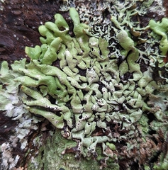 Menegazzia subsimilis