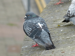 Columba livia domestica