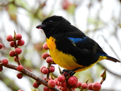 Bangsia melanochlamys