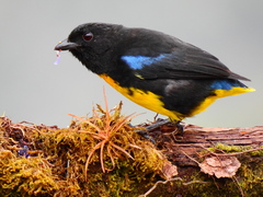 Bangsia melanochlamys