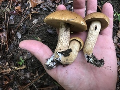 Leccinellum rugosiceps