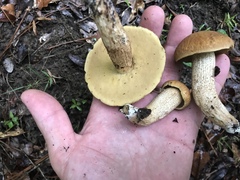 Leccinellum rugosiceps