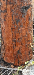 Opuntia galapageia