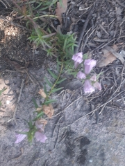 Lamourouxia dasyantha