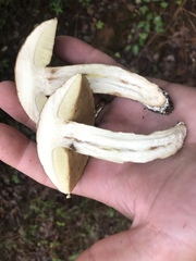 Leccinellum rugosiceps