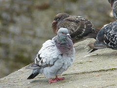 Columba livia domestica