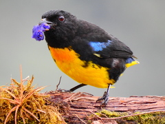 Bangsia melanochlamys