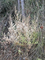 Eupatorium compositifolium