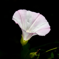 Calystegia macrostegia