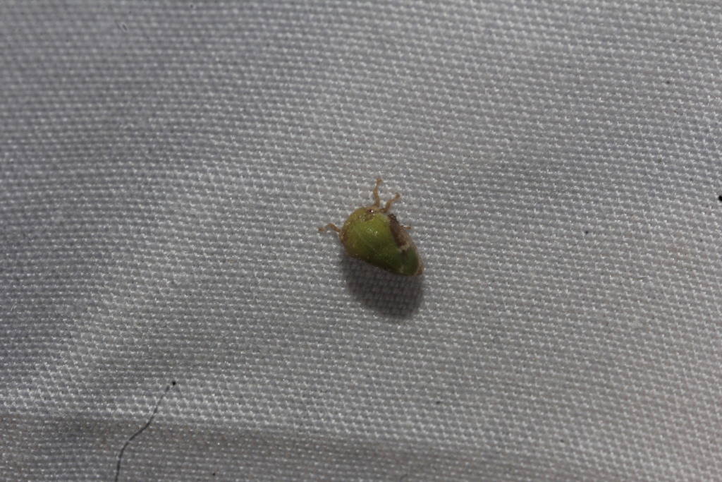 Vanduzea laeta