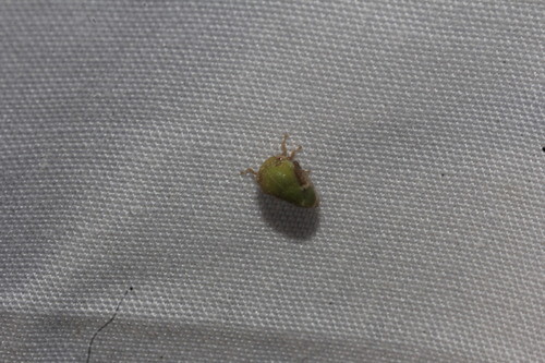 Vanduzea laeta