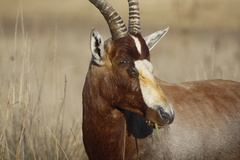 Damaliscus pygargus phillipsi