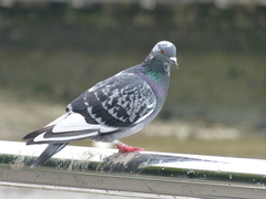 Columba livia domestica