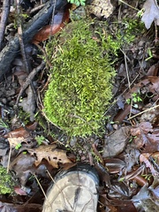 Plagiothecium undulatum