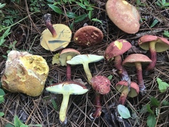 Baorangia rufomaculata