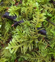 Homalothecium megaptilum