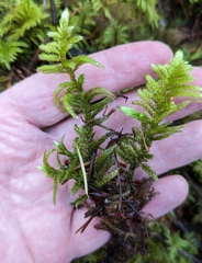 Homalothecium megaptilum