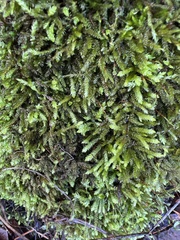 Plagiothecium undulatum