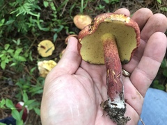 Baorangia rufomaculata