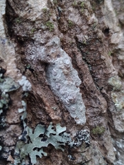 Lecanora caesiorubella
