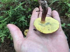 Baorangia rufomaculata