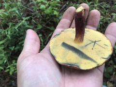 Baorangia rufomaculata