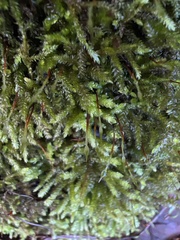 Plagiothecium undulatum