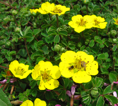 Sibbaldia cuneifolia