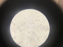 Baorangia rufomaculata