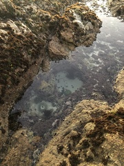 Anthopleura xanthogrammica