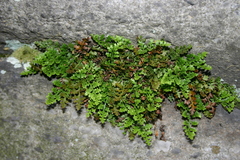 Asplenium montanum