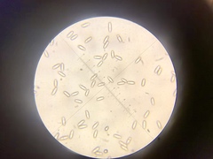 Baorangia rufomaculata