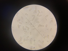 Baorangia rufomaculata