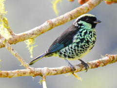 Beryl-Spangled Tanager photo 5
