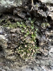 Fissidens dubius