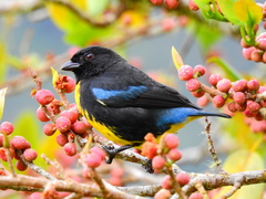 Bangsia melanochlamys