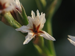 Goniolimon tataricum