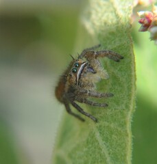Phidippus cruentus