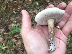 Tylopilus minor
